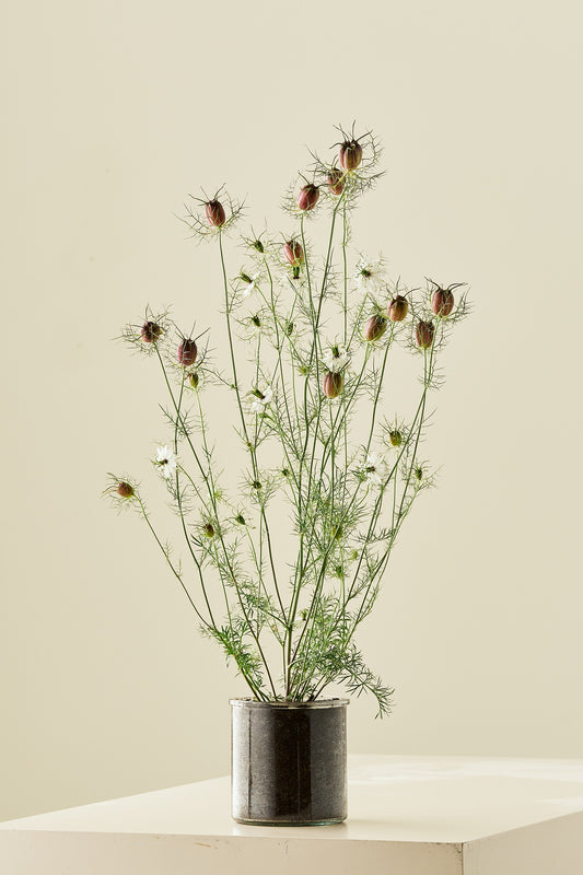 Jomfru i det grønne 'Albion Black Pod' - frø - 1-årige sommerblomster - til din skærehave her vist på billede 2 fra Frk. Grønt