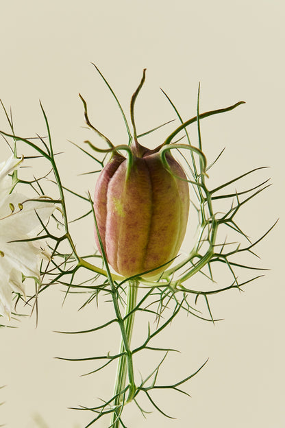 Jomfru i det grønne 'Albion Black Pod' - frø - 1-årige sommerblomster - til din skærehave her vist på billede 3 fra Frk. Grønt