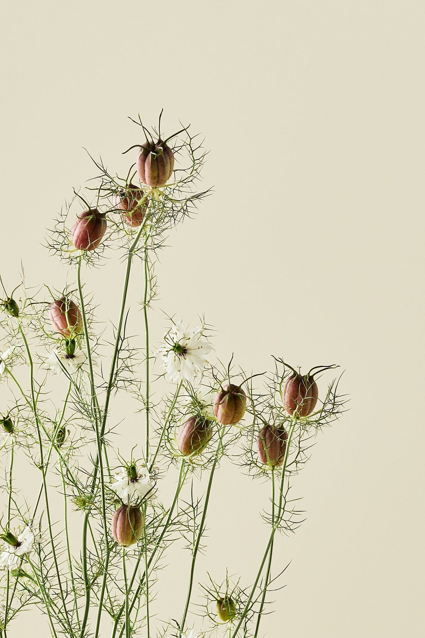 Jomfru i det grønne 'Albion Black Pod' - frø - 1-årige sommerblomster - til din skærehave her vist på billede 4 fra Frk. Grønt
