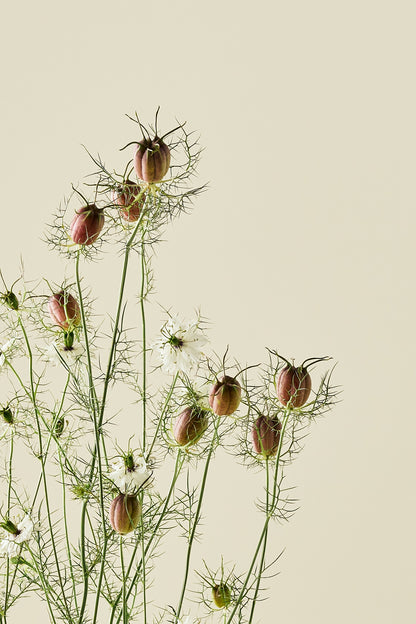 Jomfru i det grønne 'Albion Black Pod' - frø - 1-årige sommerblomster - til din skærehave her vist på billede 4 fra Frk. Grønt