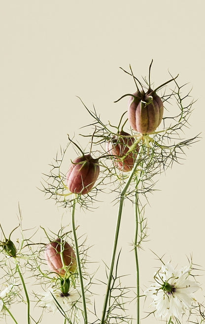 Jomfru i det grønne 'Albion Black Pod' - frø - 1-årige sommerblomster - til din skærehave her vist på billede 5 fra Frk. Grønt