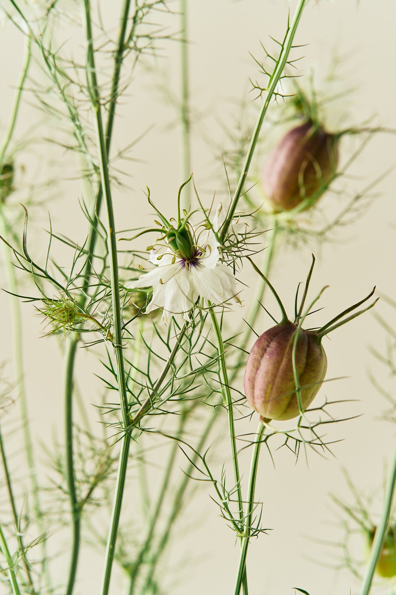 Jomfru i det grønne 'Albion Black Pod' - frø - 1-årige sommerblomster - til din skærehave her vist på billede 7 fra Frk. Grønt