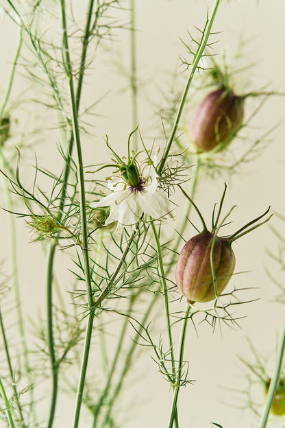 Jomfru i det grønne 'Albion Black Pod' - frø - 1-årige sommerblomster - til din skærehave her vist på billede 7 fra Frk. Grønt