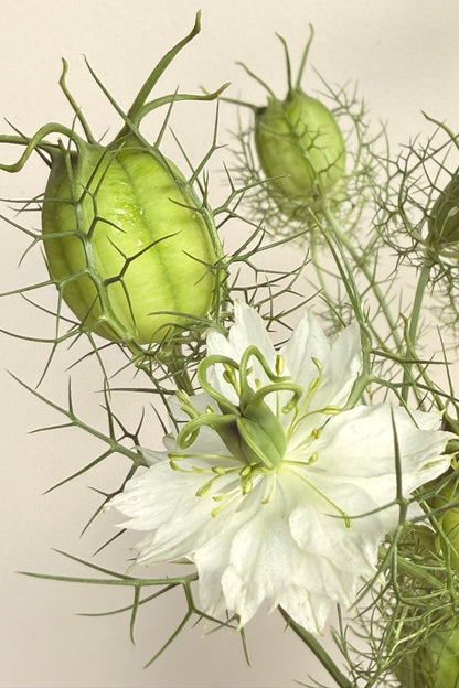 Jomfru i det grønne 'Albion Green Pod' - frø - 1-årige sommerblomster - til din skærehave her vist på billede 1 fra Frk. Grønt