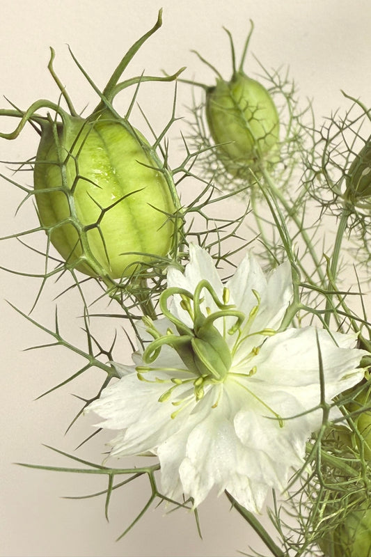 Jomfru i det grønne 'Albion Green Pod' - frø - 1-årige sommerblomster - til din skærehave her vist på billede 1 fra Frk. Grønt