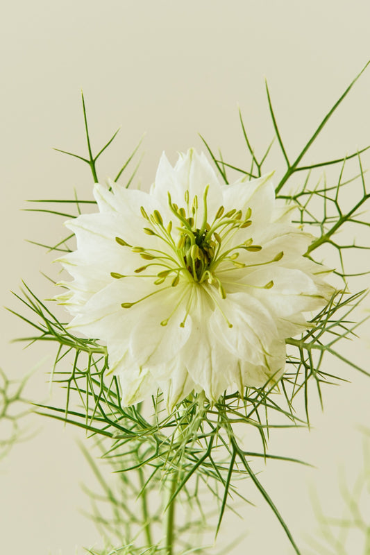 Jomfru i det grønne 'Albion Green Pod' - frø - 1-årige sommerblomster - til din skærehave her vist på billede 2 fra Frk. Grønt
