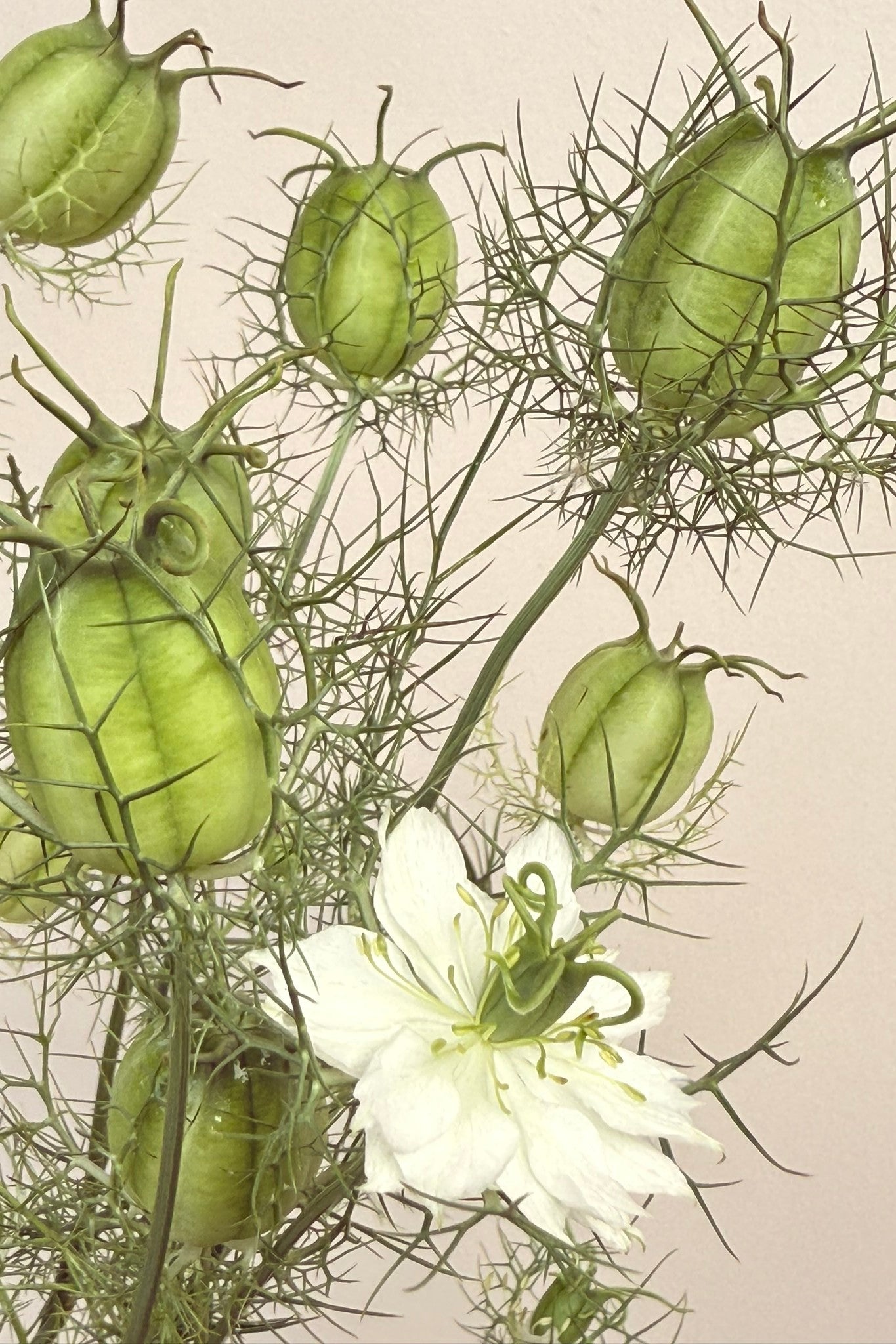 Jomfru i det grønne 'Albion Green Pod' - frø - 1-årige sommerblomster - til din skærehave her vist på billede 3 fra Frk. Grønt