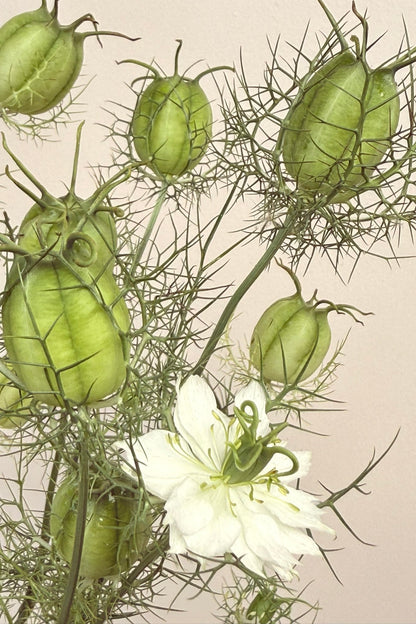 Jomfru i det grønne 'Albion Green Pod' - frø - 1-årige sommerblomster - til din skærehave her vist på billede 3 fra Frk. Grønt