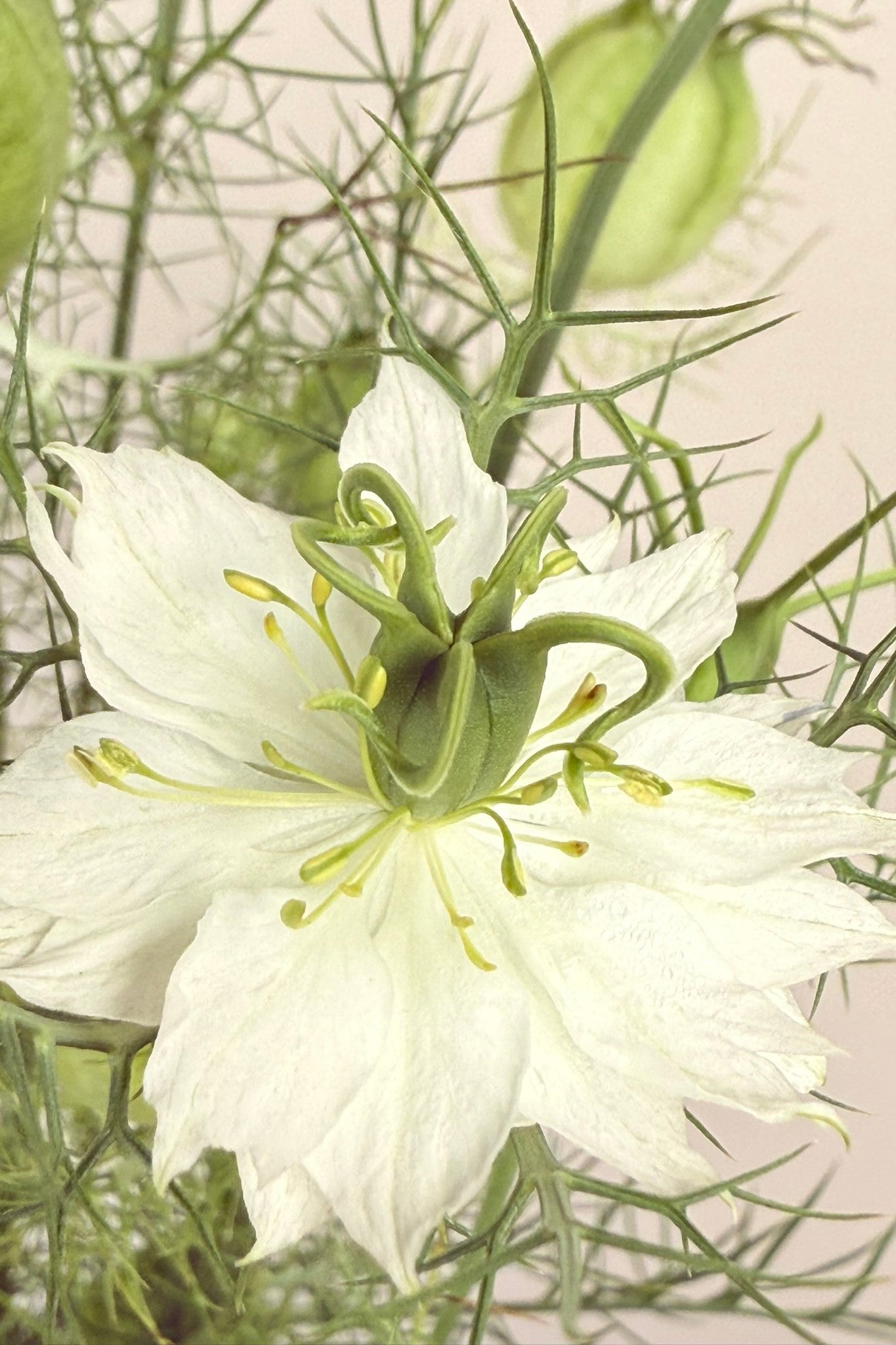 Jomfru i det grønne 'Albion Green Pod' - frø - 1-årige sommerblomster - til din skærehave her vist på billede 4 fra Frk. Grønt