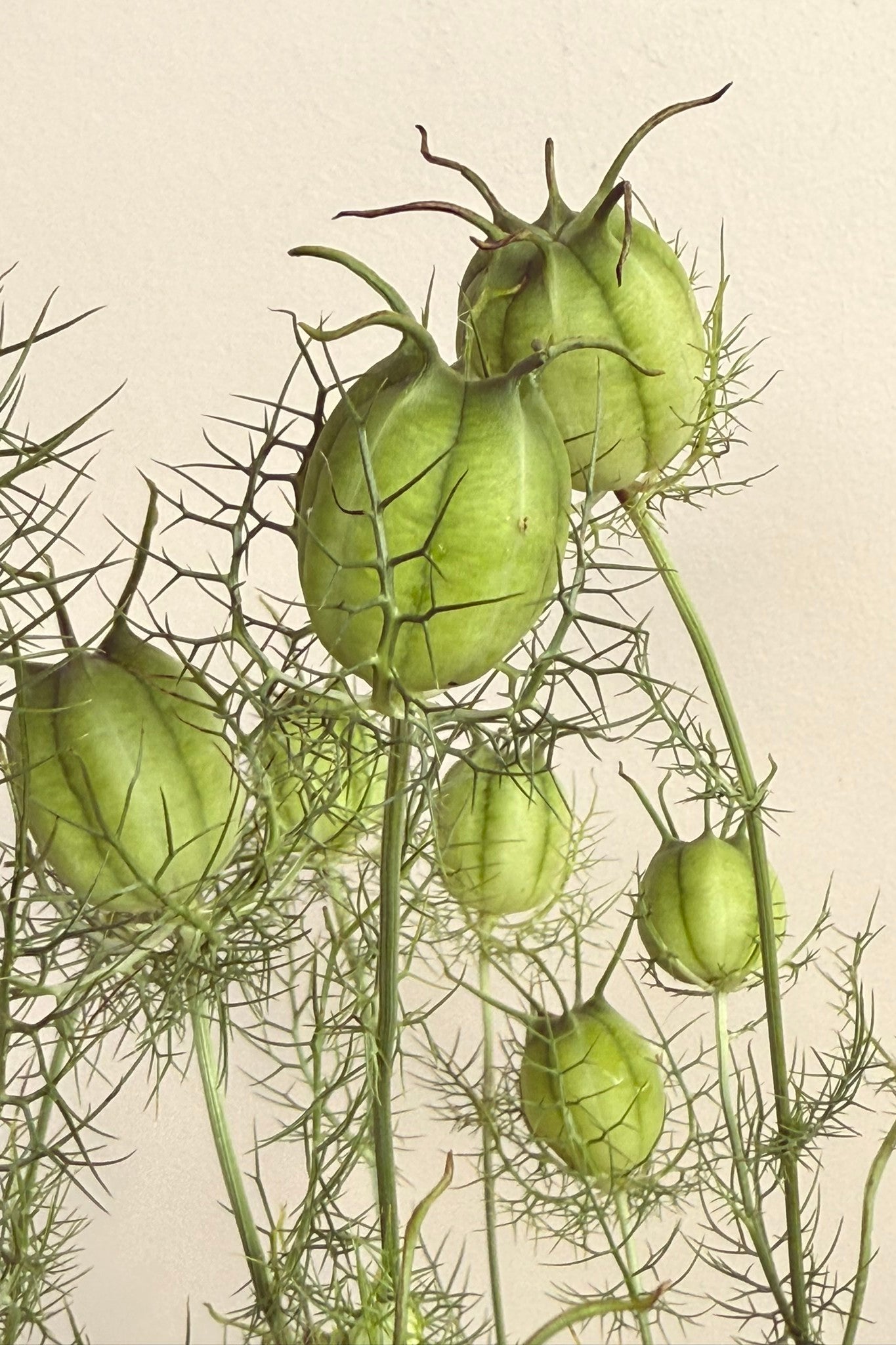 Jomfru i det grønne 'Albion Green Pod' - frø - 1-årige sommerblomster - til din skærehave her vist på billede 5 fra Frk. Grønt