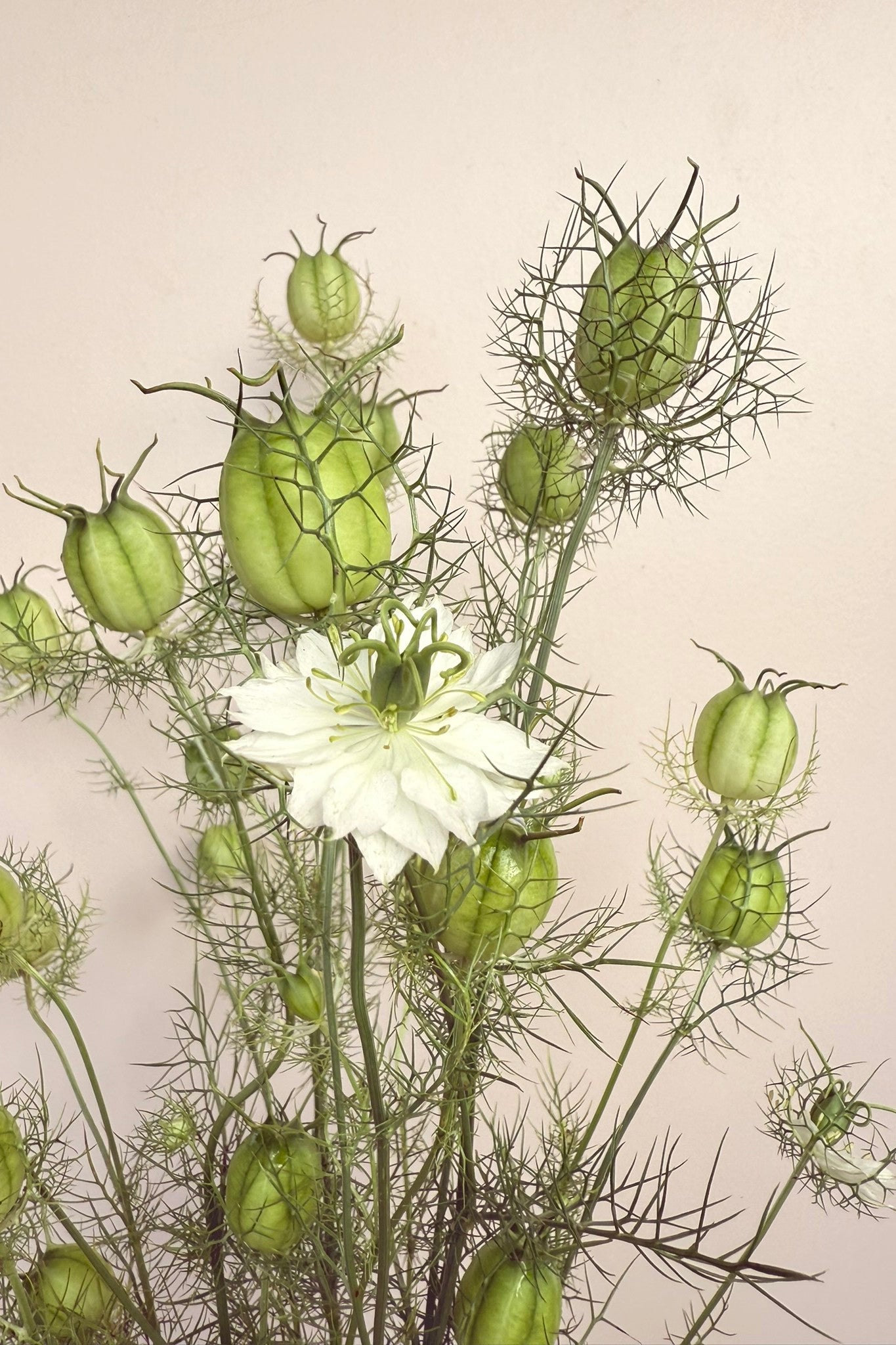 Jomfru i det grønne 'Albion Green Pod' - frø - 1-årige sommerblomster - til din skærehave her vist på billede 6 fra Frk. Grønt