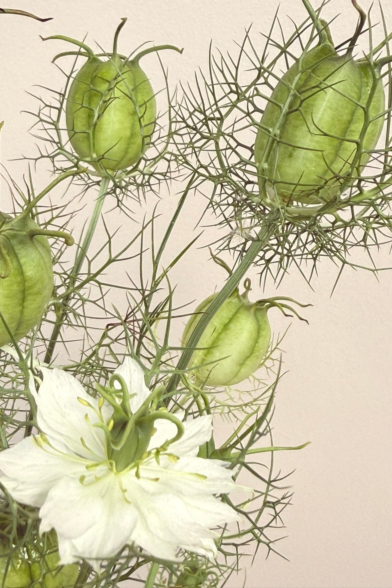 Jomfru i det grønne 'Albion Green Pod' - frø - 1-årige sommerblomster - til din skærehave her vist på billede 7 fra Frk. Grønt