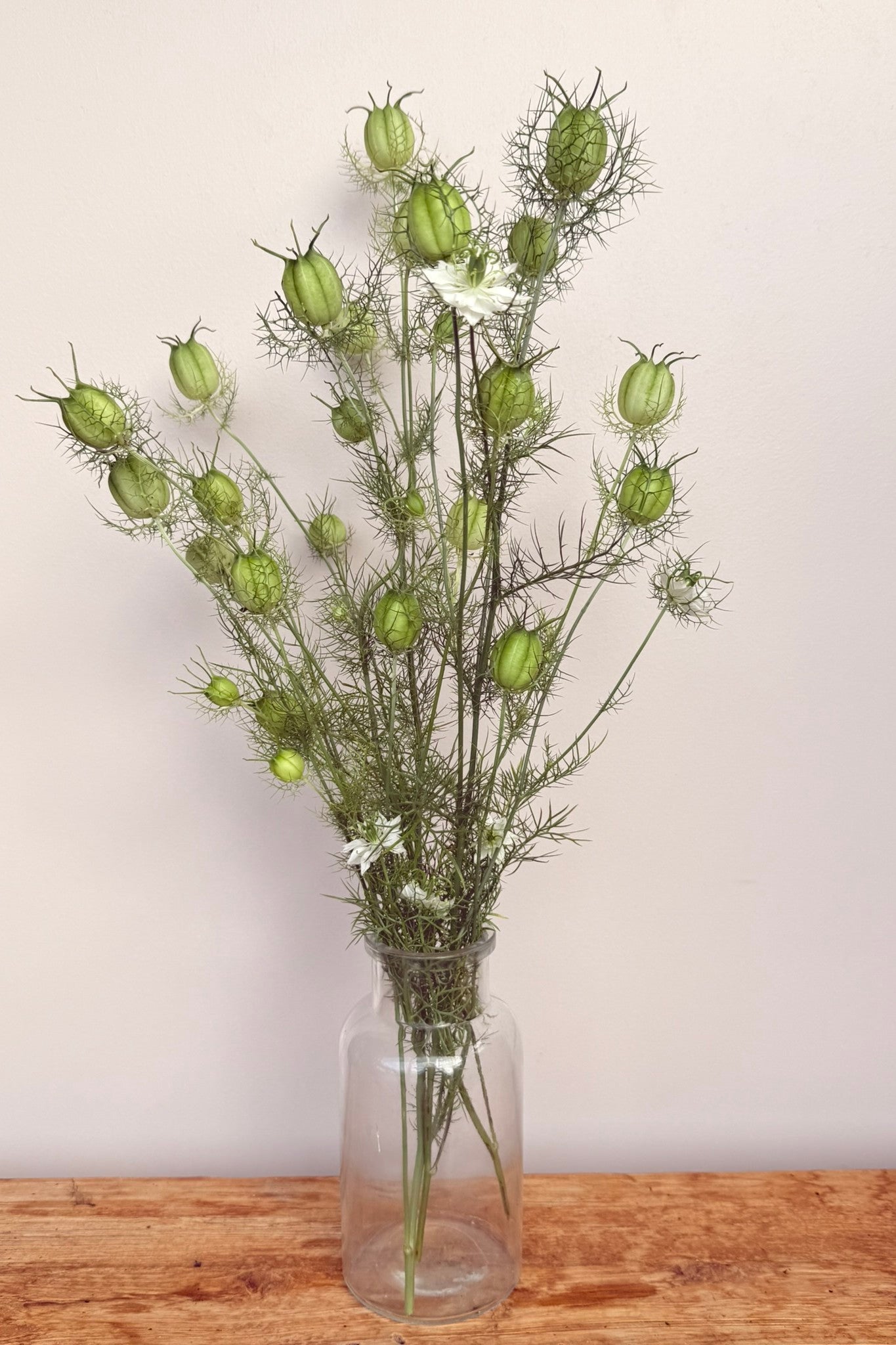 Jomfru i det grønne 'Albion Green Pod' - frø - 1-årige sommerblomster - til din skærehave her vist på billede 9 fra Frk. Grønt