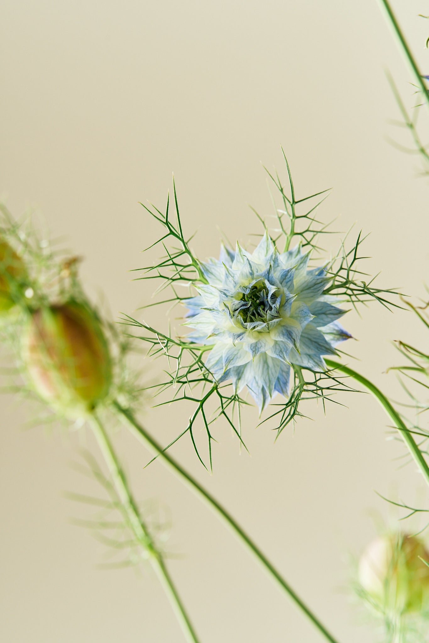 Jomfru i det grønne 'Miss Jekyll Light Blue' - frø - 1-årige sommerblomster - til din skærehave her vist på billede 2 fra Frk. Grønt