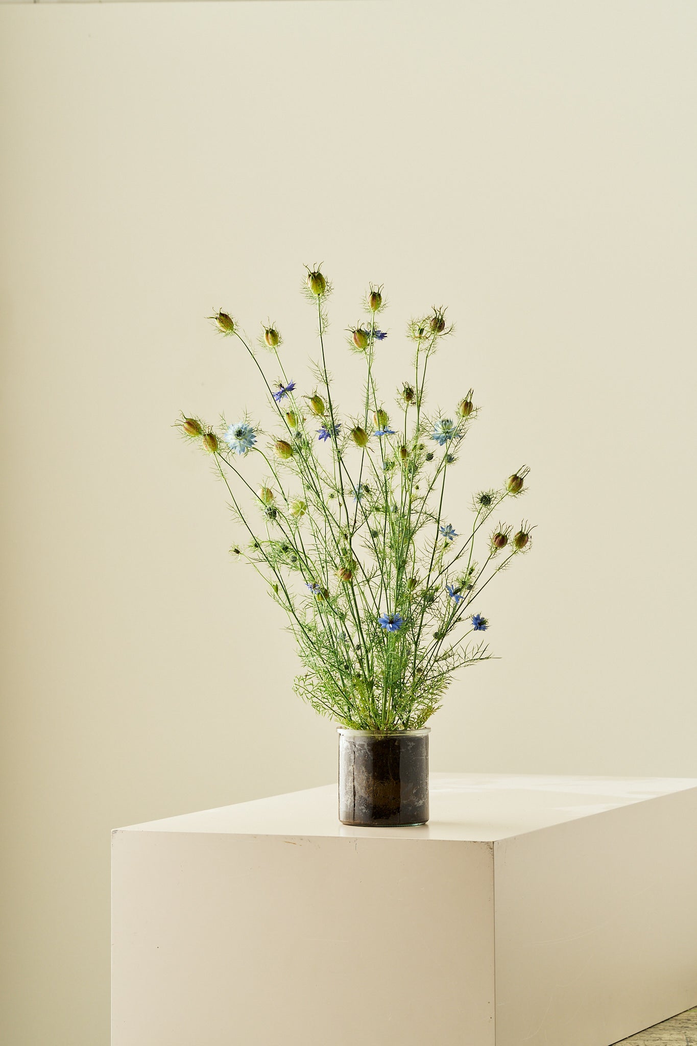 Jomfru i det grønne 'Miss Jekyll Light Blue' - frø - 1-årige sommerblomster - til din skærehave her vist på billede 3 fra Frk. Grønt
