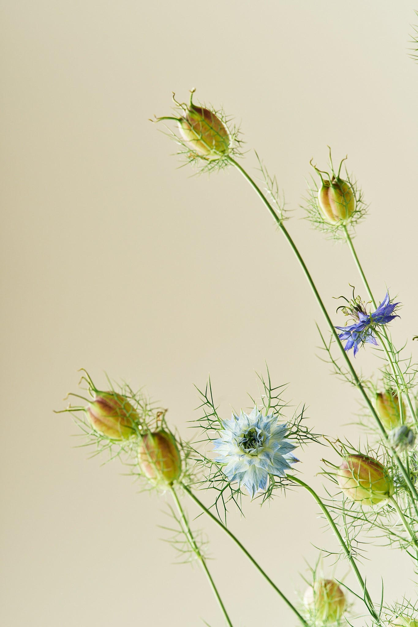 Jomfru i det grønne 'Miss Jekyll Light Blue' - frø - 1-årige sommerblomster - til din skærehave her vist på billede 4 fra Frk. Grønt