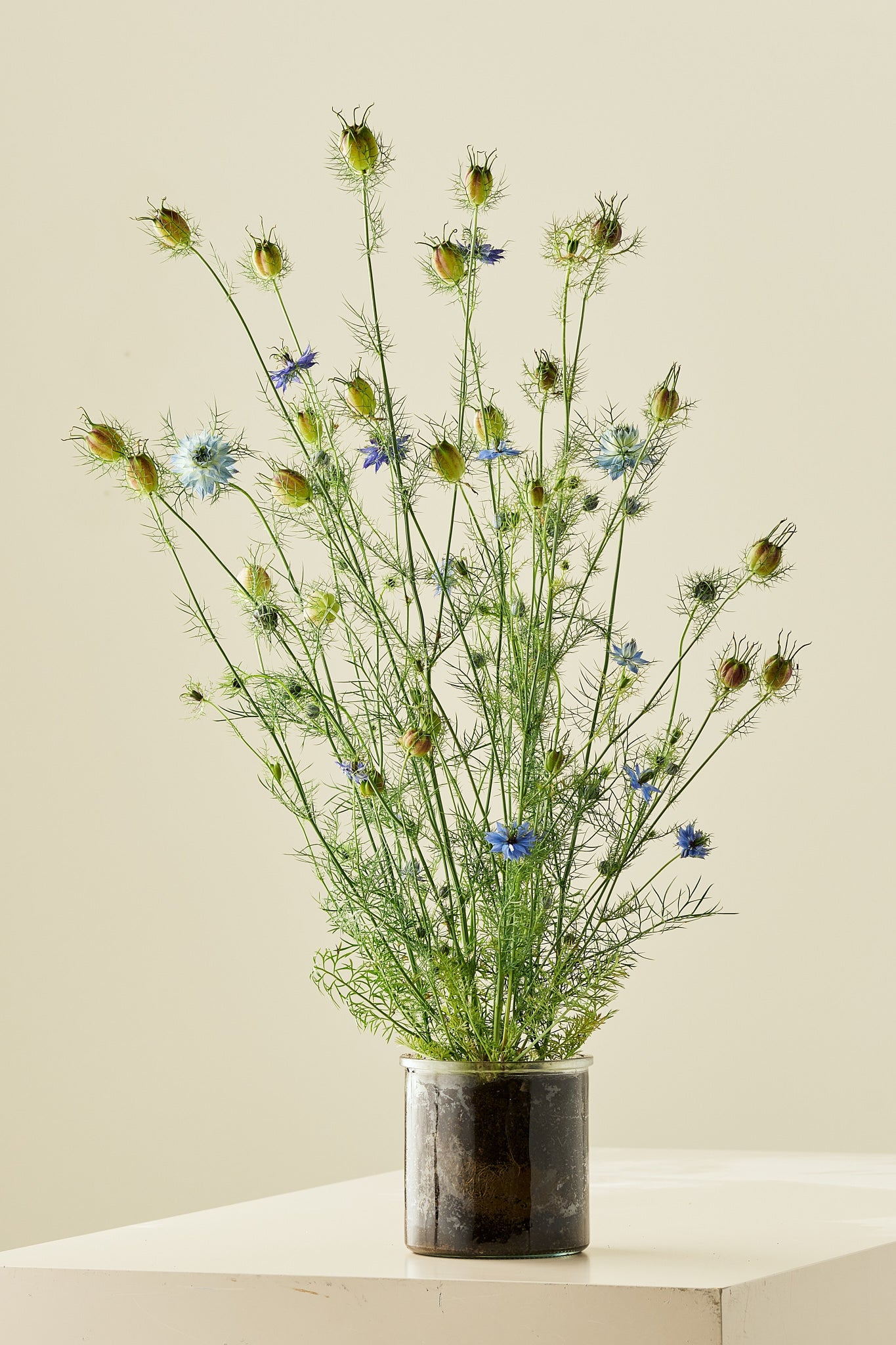 Jomfru i det grønne 'Miss Jekyll Light Blue' - frø - 1-årige sommerblomster - til din skærehave her vist på billede 5 fra Frk. Grønt