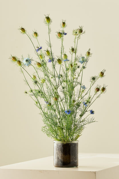 Jomfru i det grønne 'Miss Jekyll Light Blue' - frø - 1-årige sommerblomster - til din skærehave her vist på billede 5 fra Frk. Grønt
