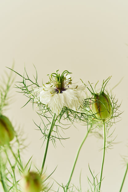 Jomfru i det grønne 'Miss Jekyll White' - frø - 1-årige sommerblomster - til din skærehave her vist på billede 1 fra Frk. Grønt
