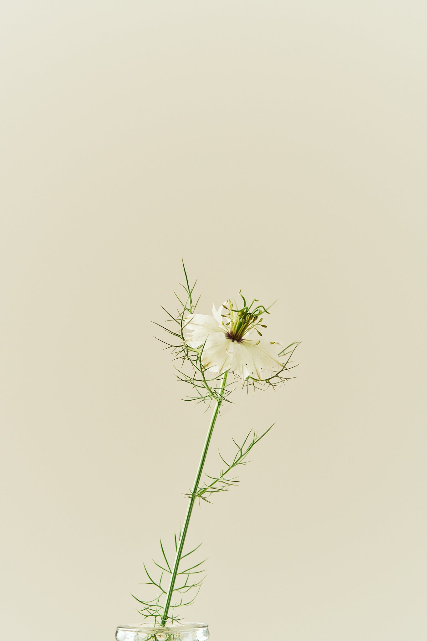 Jomfru i det grønne 'Miss Jekyll White' - frø - 1-årige sommerblomster - til din skærehave her vist på billede 10 fra Frk. Grønt