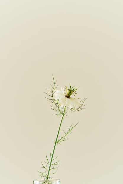 Jomfru i det grønne 'Miss Jekyll White' - frø - 1-årige sommerblomster - til din skærehave her vist på billede 10 fra Frk. Grønt