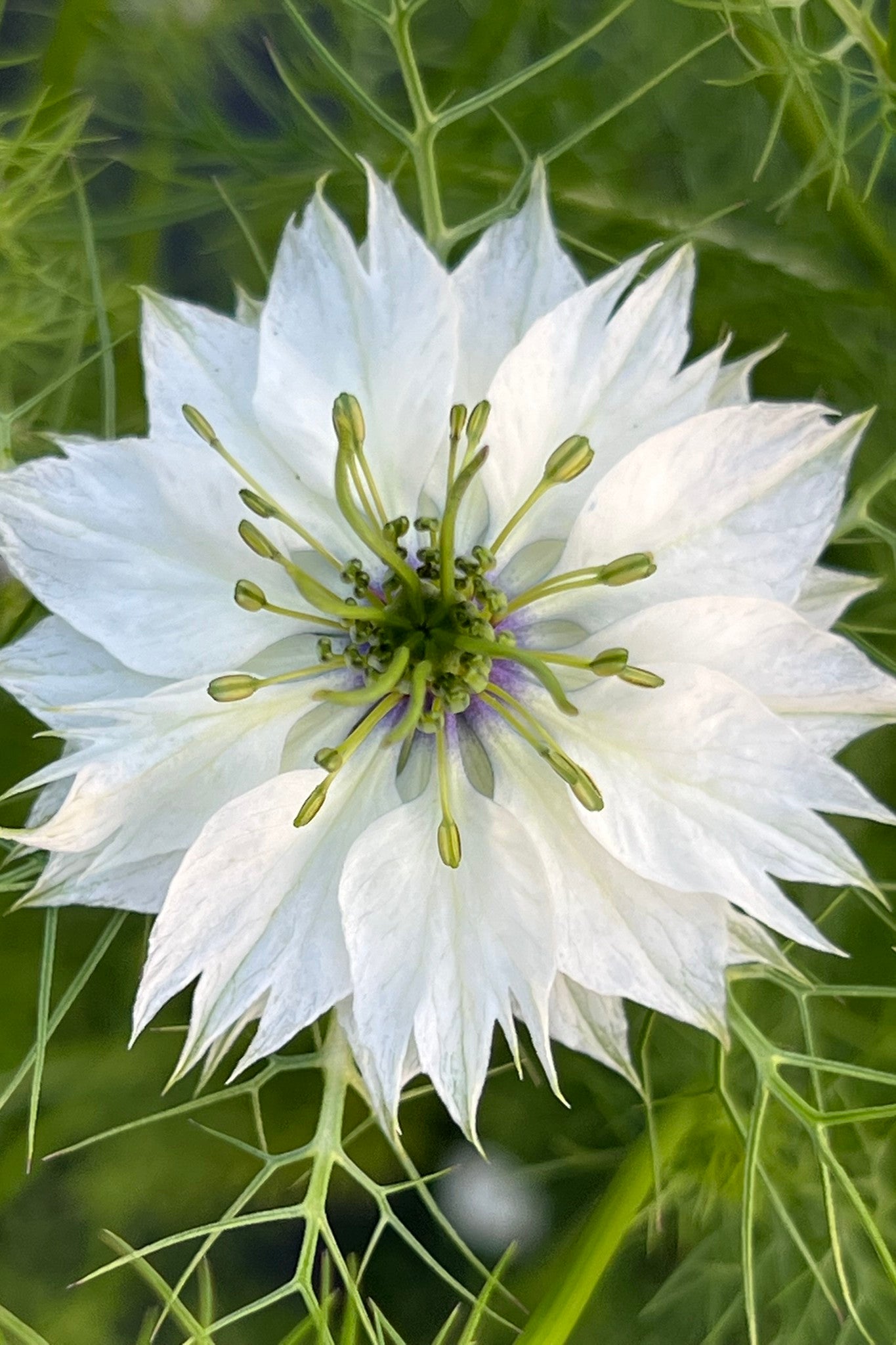 Jomfru i det grønne 'Miss Jekyll White' - frø - 1-årige sommerblomster - til din skærehave her vist på billede 2 fra Frk. Grønt