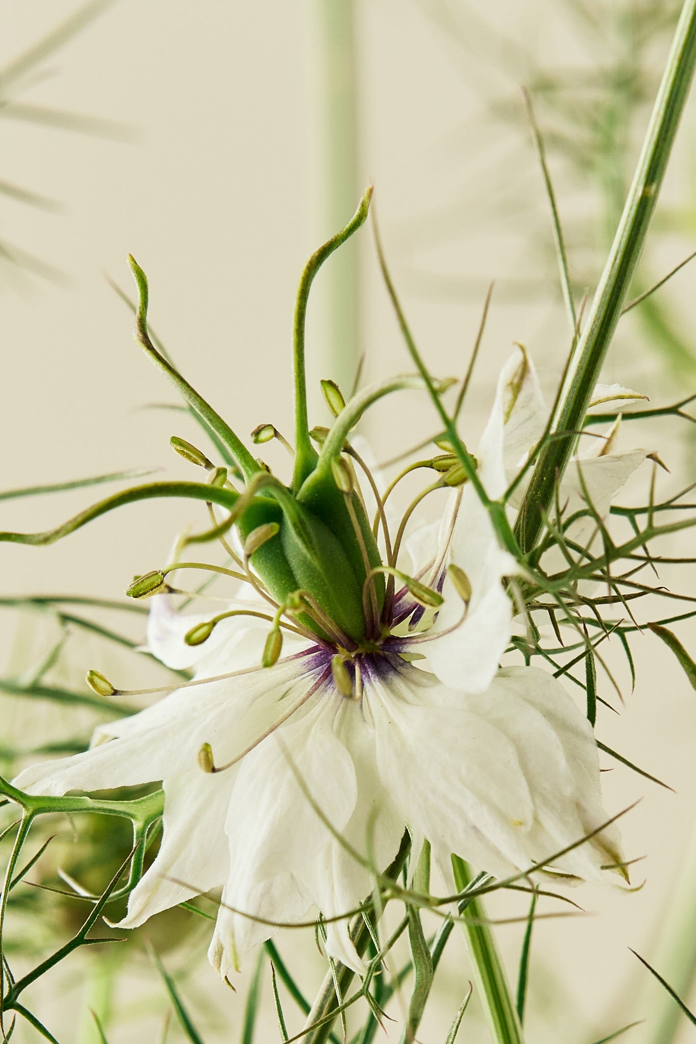 Jomfru i det grønne 'Miss Jekyll White' - frø - 1-årige sommerblomster - til din skærehave her vist på billede 3 fra Frk. Grønt