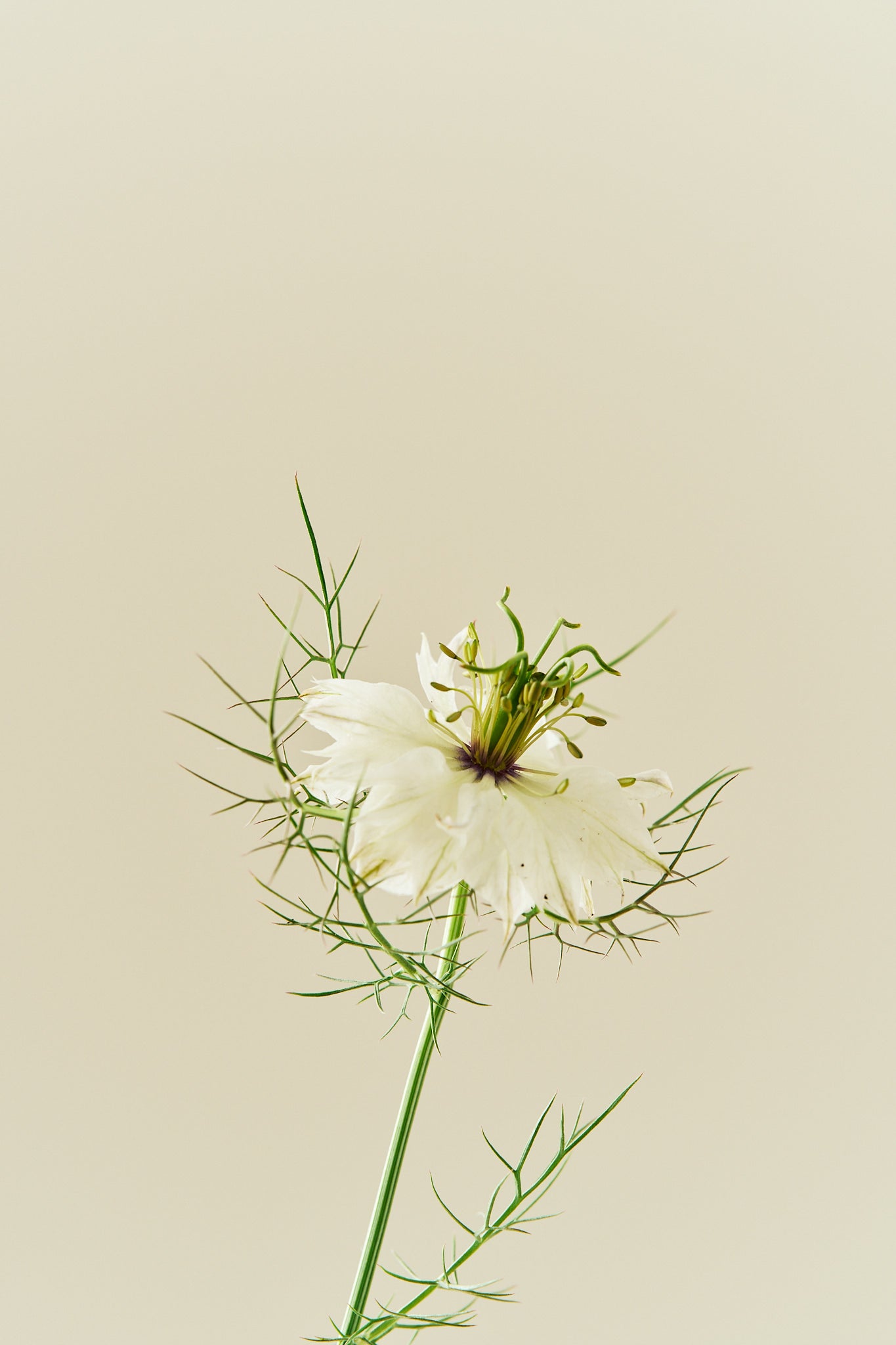 Jomfru i det grønne 'Miss Jekyll White' - frø - 1-årige sommerblomster - til din skærehave her vist på billede 4 fra Frk. Grønt