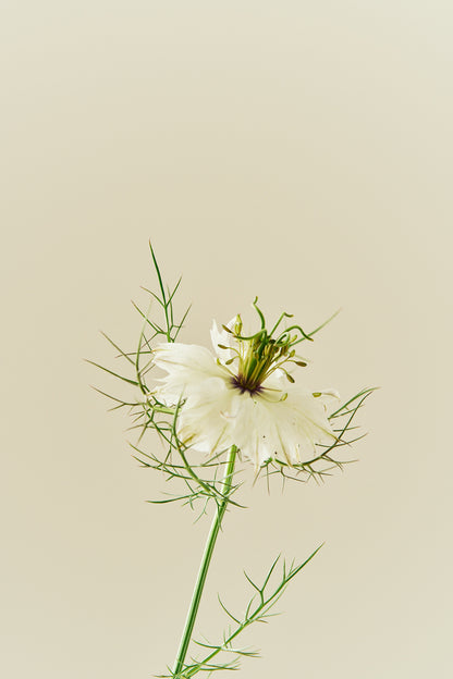 Jomfru i det grønne 'Miss Jekyll White' - frø - 1-årige sommerblomster - til din skærehave her vist på billede 4 fra Frk. Grønt