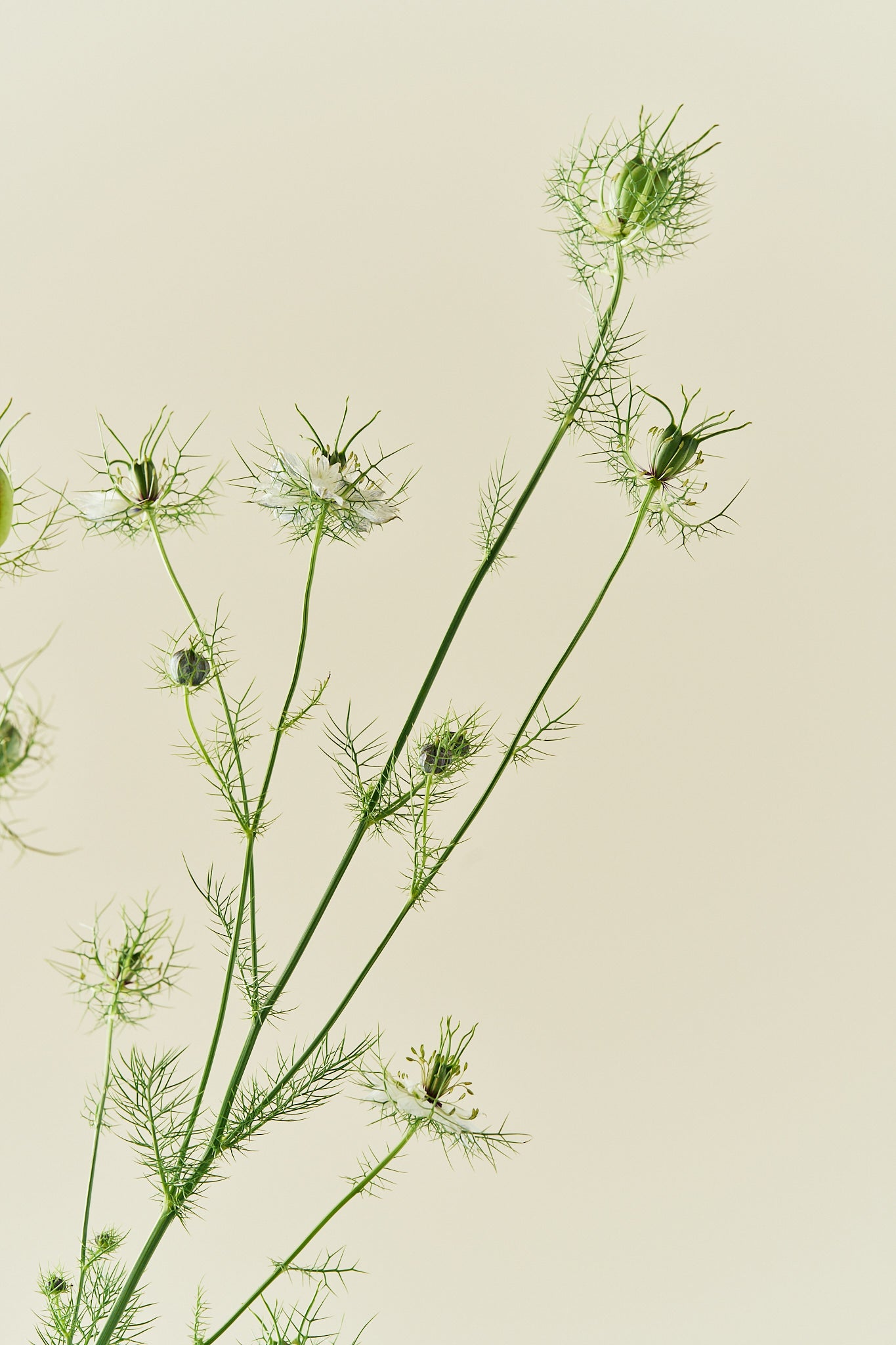 Jomfru i det grønne 'Miss Jekyll White' - frø - 1-årige sommerblomster - til din skærehave her vist på billede 5 fra Frk. Grønt