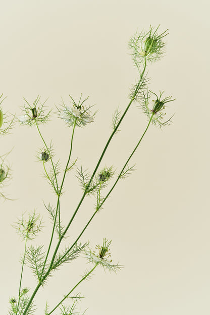 Jomfru i det grønne 'Miss Jekyll White' - frø - 1-årige sommerblomster - til din skærehave her vist på billede 5 fra Frk. Grønt