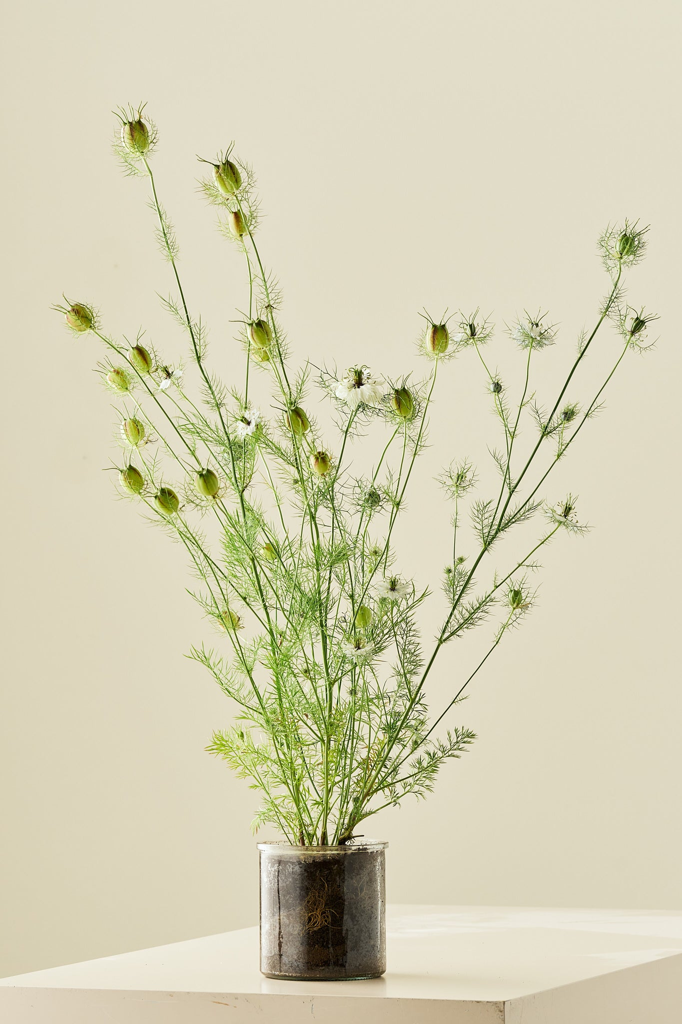 Jomfru i det grønne 'Miss Jekyll White' - frø - 1-årige sommerblomster - til din skærehave her vist på billede 6 fra Frk. Grønt