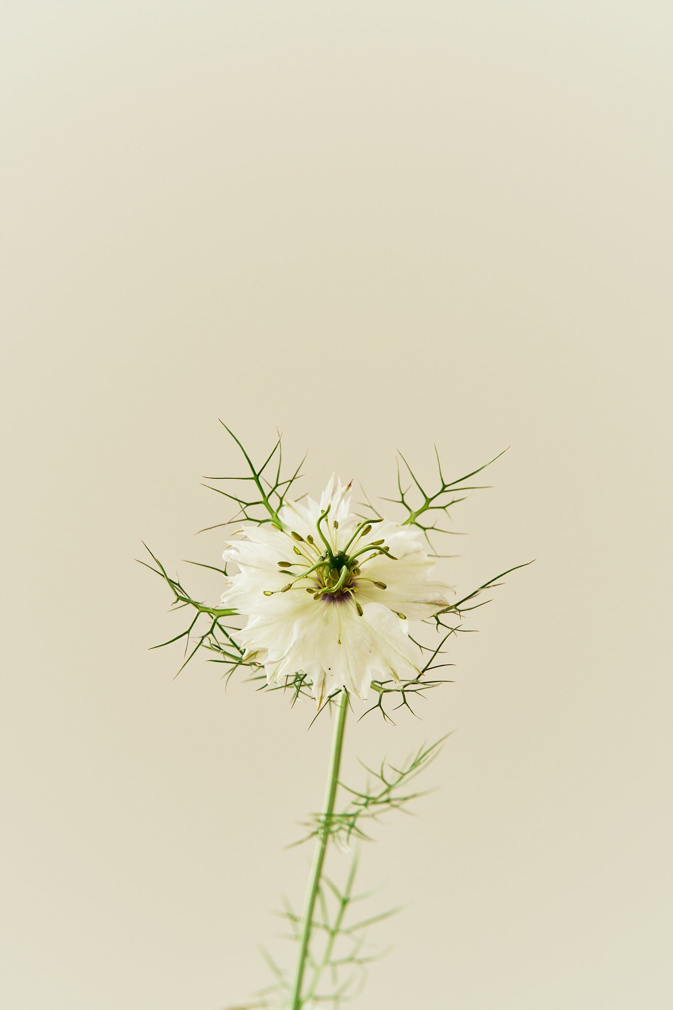 Jomfru i det grønne 'Miss Jekyll White' - frø - 1-årige sommerblomster - til din skærehave her vist på billede 7 fra Frk. Grønt