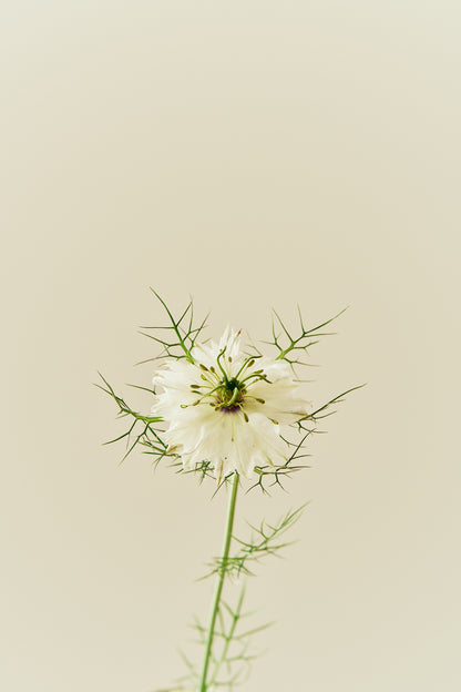 Jomfru i det grønne 'Miss Jekyll White' - frø - 1-årige sommerblomster - til din skærehave her vist på billede 7 fra Frk. Grønt