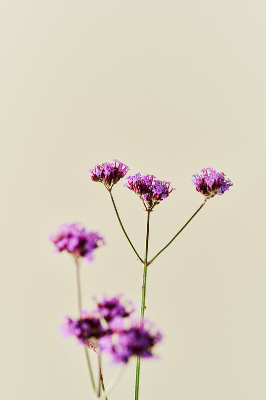 Kæmpeverbena - frø - Stauder - til din skærehave her vist på billede 2 fra Frk. Grønt