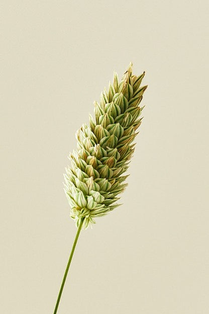 Kanariegræs - frø - 1-årige sommerblomster - til din skærehave her vist på billede 1 fra Frk. Grønt