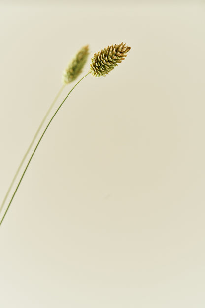 Kanariegræs - frø - 1-årige sommerblomster - til din skærehave her vist på billede 3 fra Frk. Grønt
