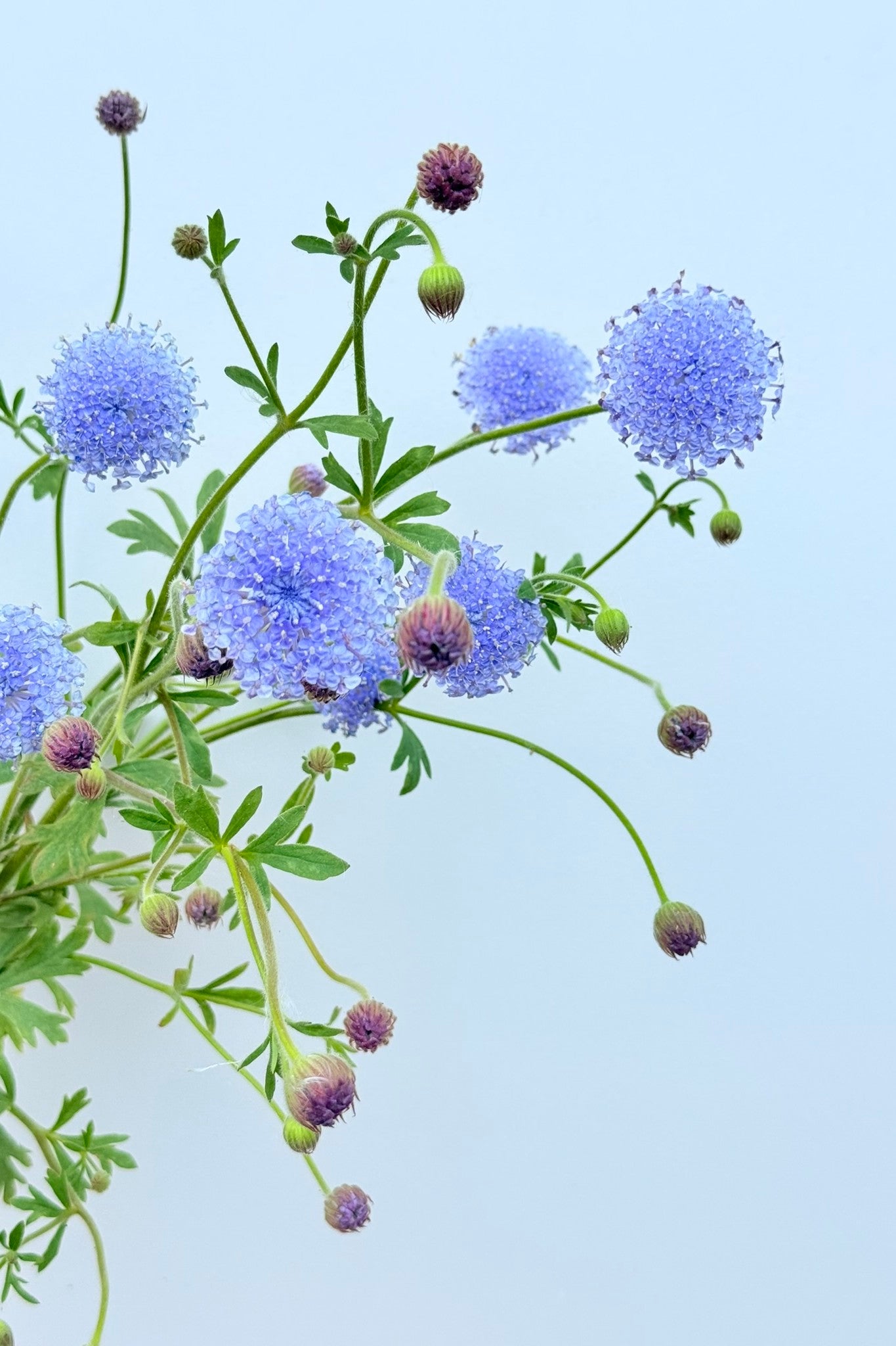 Kniplingeblomst 'Lace Blue' - frø - 1-årige sommerblomster - til din skærehave her vist på billede 5 fra Frk. Grønt