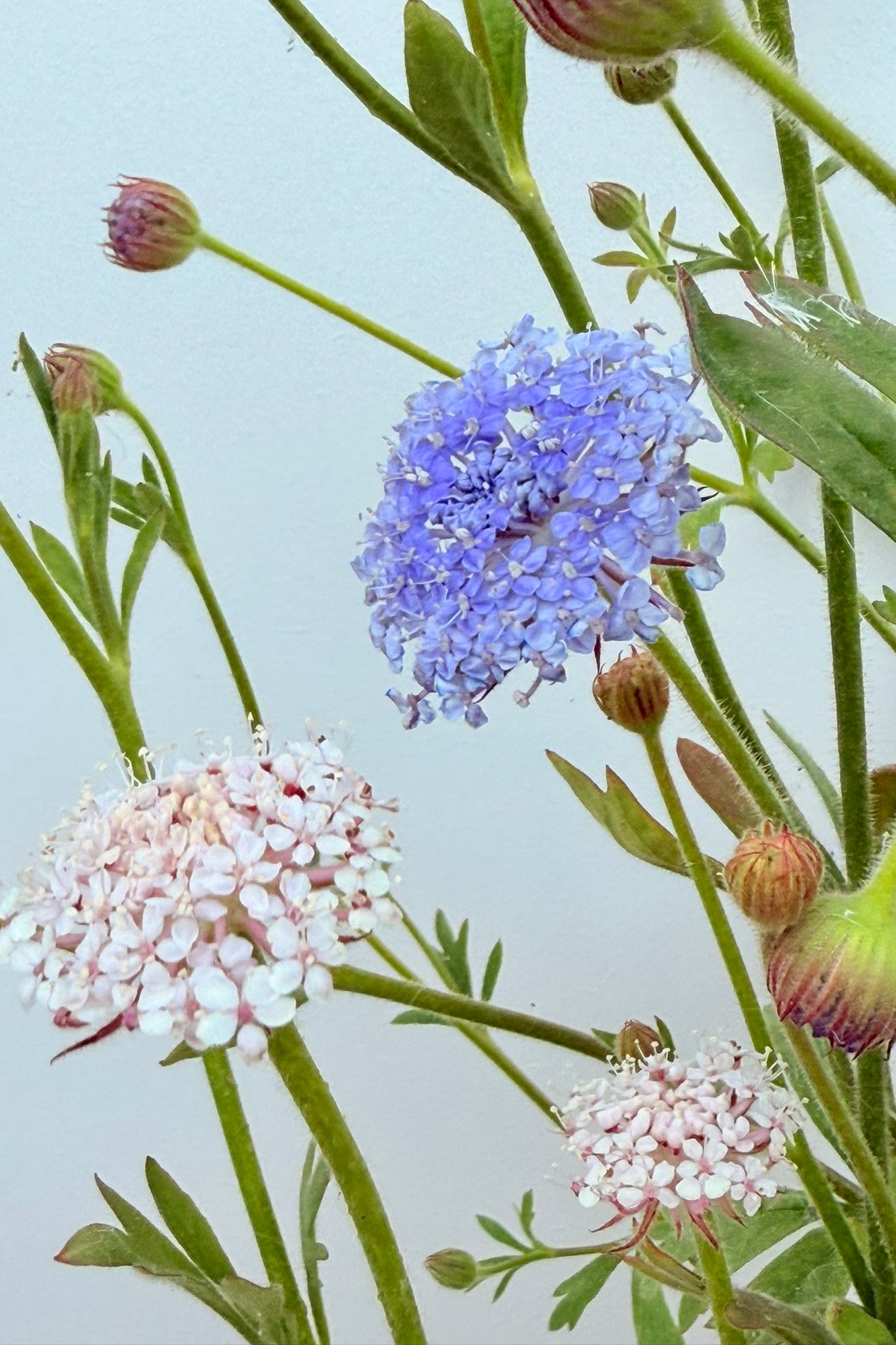 Kniplingeblomst 'Lace Mixture' - frø - 1-årige sommerblomster - til din skærehave her vist på billede 2 fra Frk. Grønt