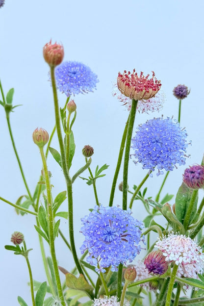 Kniplingeblomst 'Lace Mixture' - frø - 1-årige sommerblomster - til din skærehave her vist på billede 4 fra Frk. Grønt