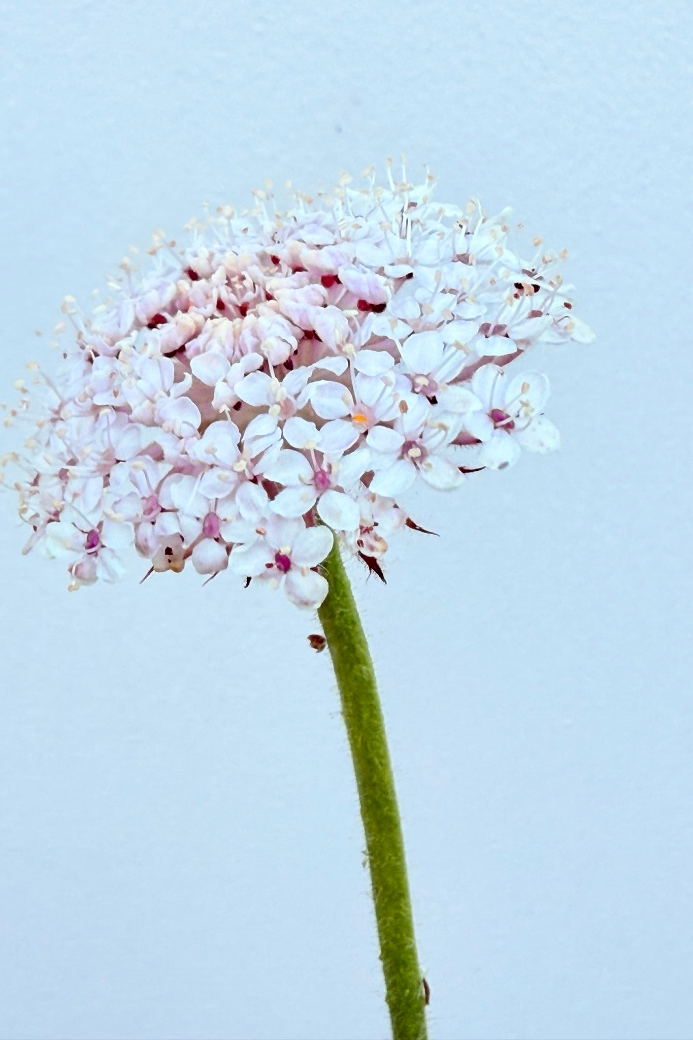 Kniplingeblomst 'Lace Mixture' - frø - 1-årige sommerblomster - til din skærehave her vist på billede 5 fra Frk. Grønt