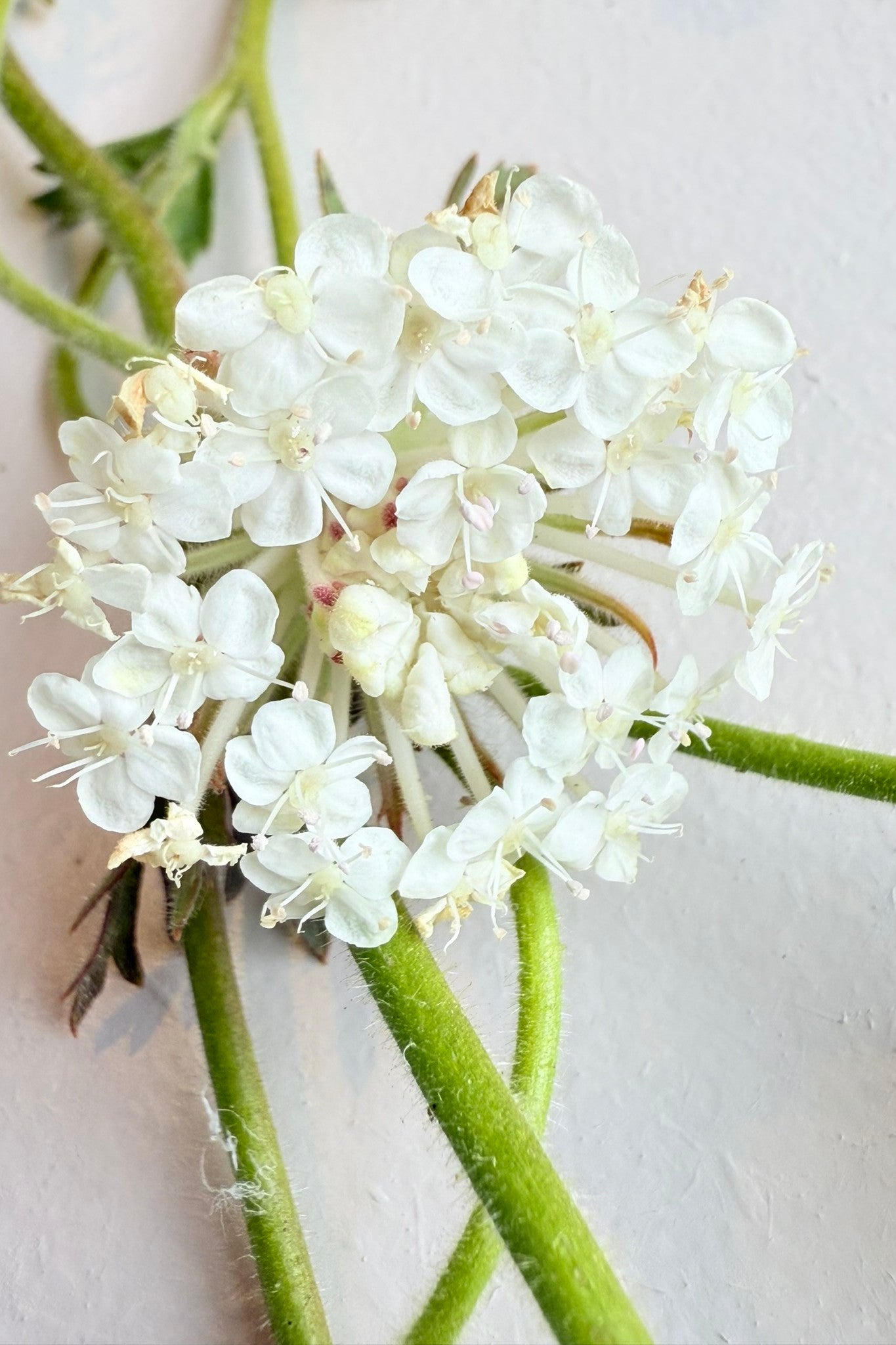 Kniplingeblomst 'Lace Mixture' - frø - 1-årige sommerblomster - til din skærehave her vist på billede 7 fra Frk. Grønt