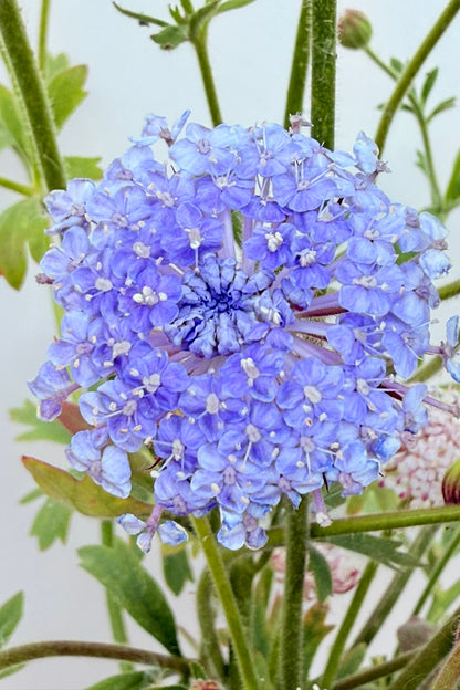 Kniplingeblomst 'Lace Mixture' - frø - 1-årige sommerblomster - til din skærehave her vist på billede 8 fra Frk. Grønt