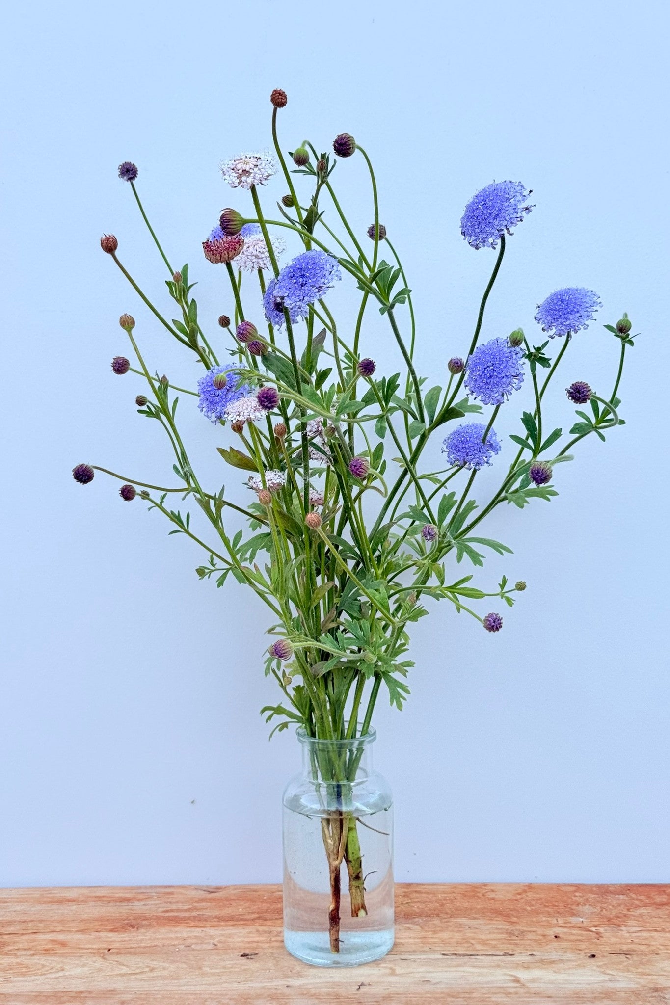 Kniplingeblomst 'Lace Mixture' - frø - 1-årige sommerblomster - til din skærehave her vist på billede 9 fra Frk. Grønt