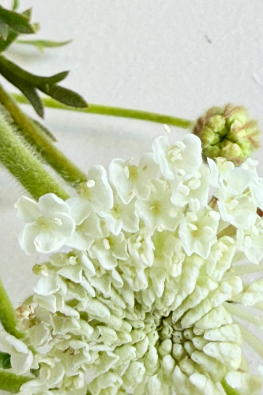 Kniplingeblomst 'Lace White' - 1-årige sommerblomster - til din skærehave her vist på billede 2 fra Frk. Grønt