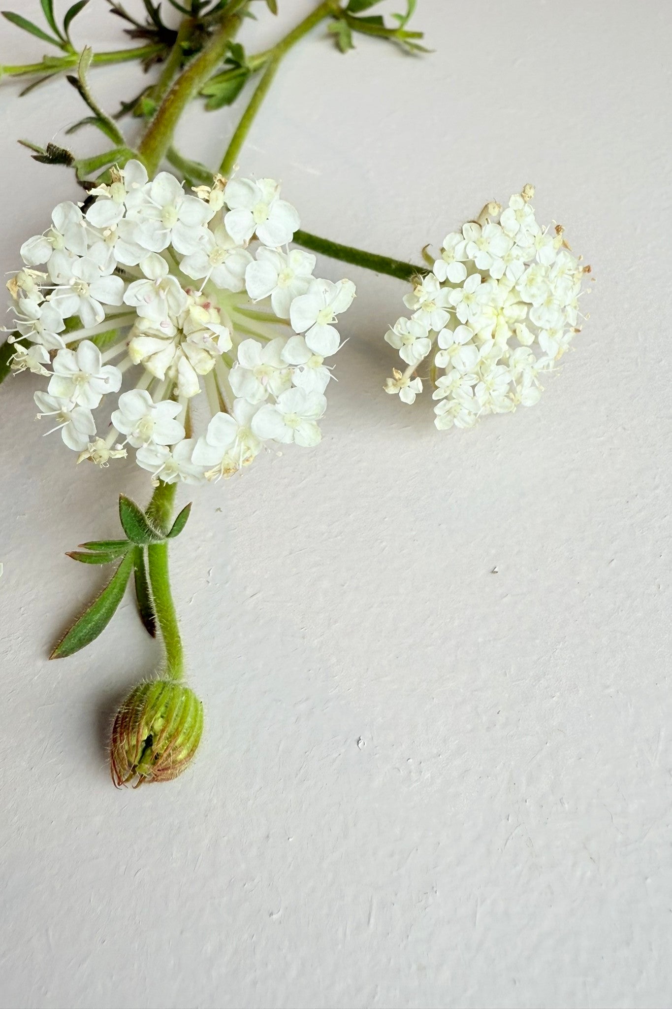 Kniplingeblomst 'Lace White' - 1-årige sommerblomster - til din skærehave her vist på billede 3 fra Frk. Grønt