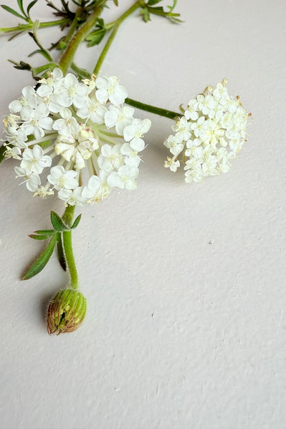 Kniplingeblomst 'Lace White' - 1-årige sommerblomster - til din skærehave her vist på billede 3 fra Frk. Grønt