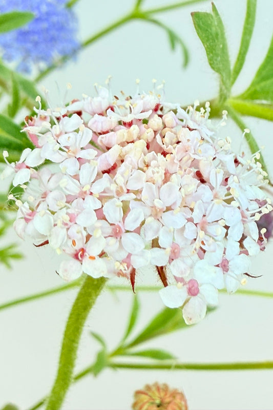 Kniplingeblomst 'LacePink' - frø - 1-årige sommerblomster - til din skærehave her vist på billede 1 fra Frk. Grønt