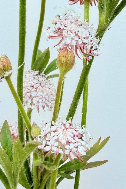 Kniplingeblomst 'LacePink' - frø - 1-årige sommerblomster - til din skærehave her vist på billede 2 fra Frk. Grønt