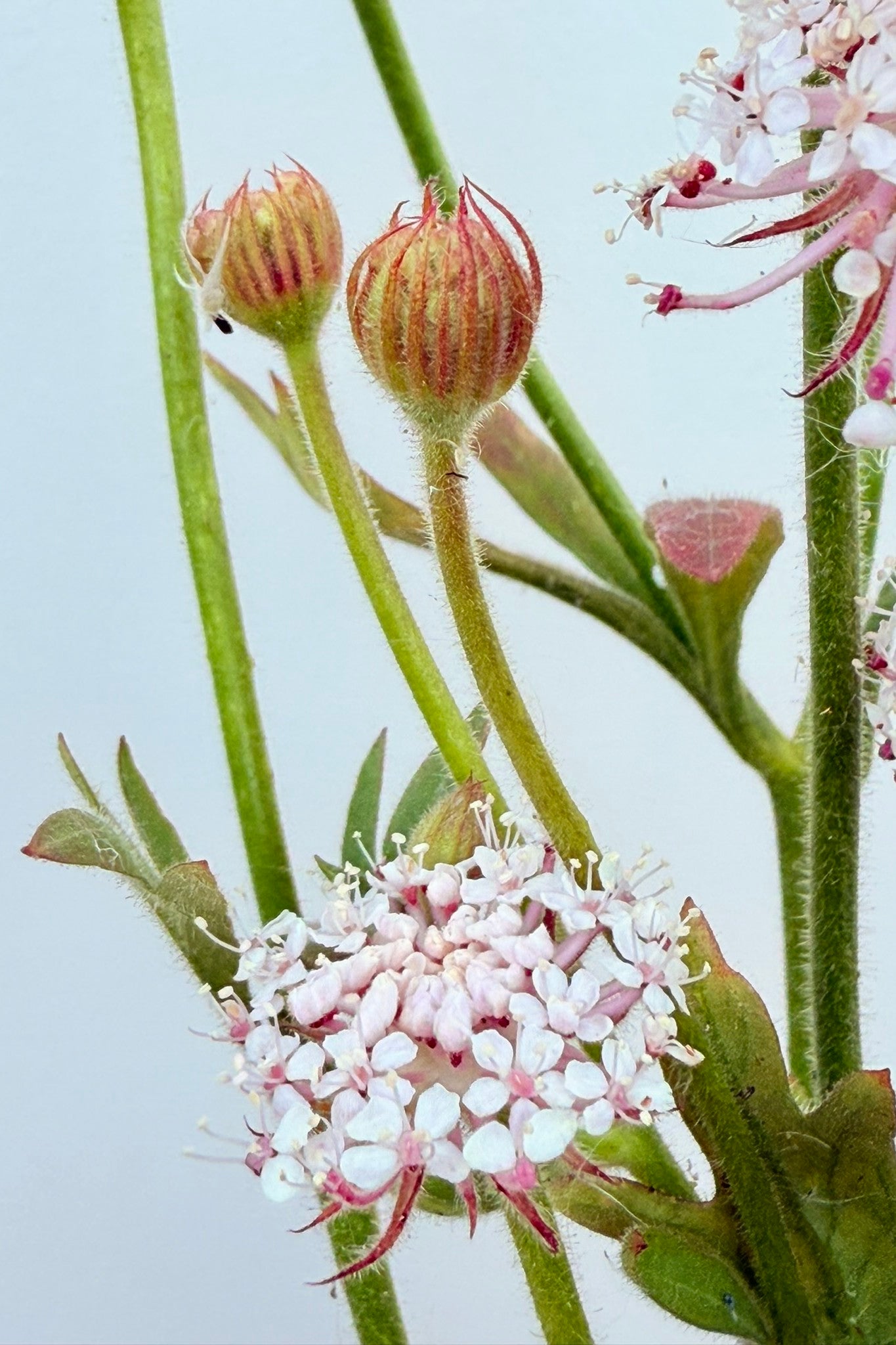 Kniplingeblomst 'LacePink' - frø - 1-årige sommerblomster - til din skærehave her vist på billede 3 fra Frk. Grønt